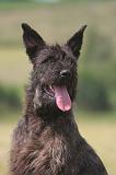 BOUVIER DES ARDENNES 339
